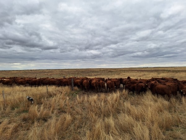 cattle grazing in Canada