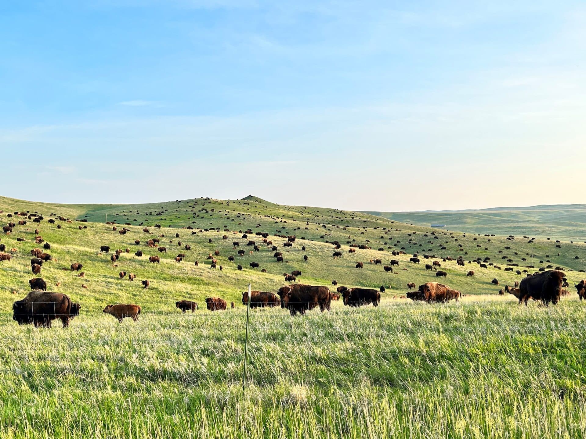 Bad River Bison