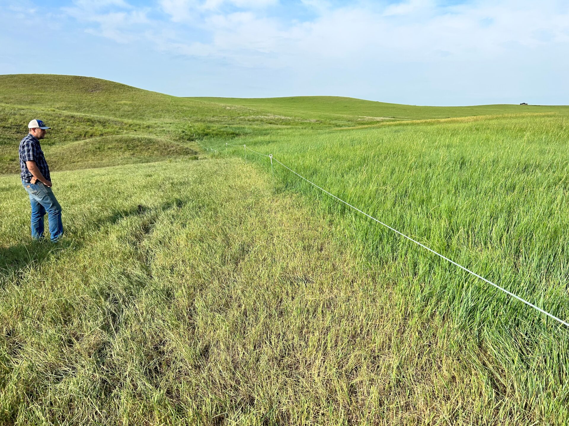 Rotational grazing at Bad River Ranch