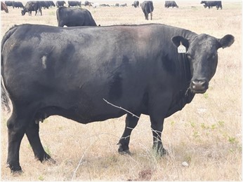 Picture 1: Cow grazing during exceptional drought