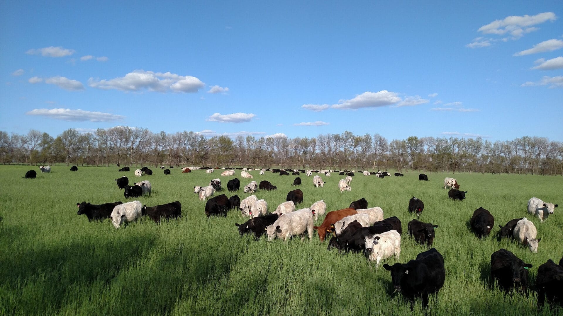 Cattle in Pasture