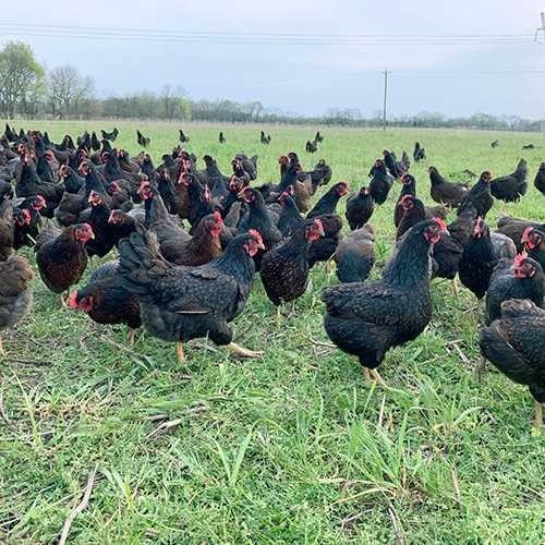 Chickens in a Field