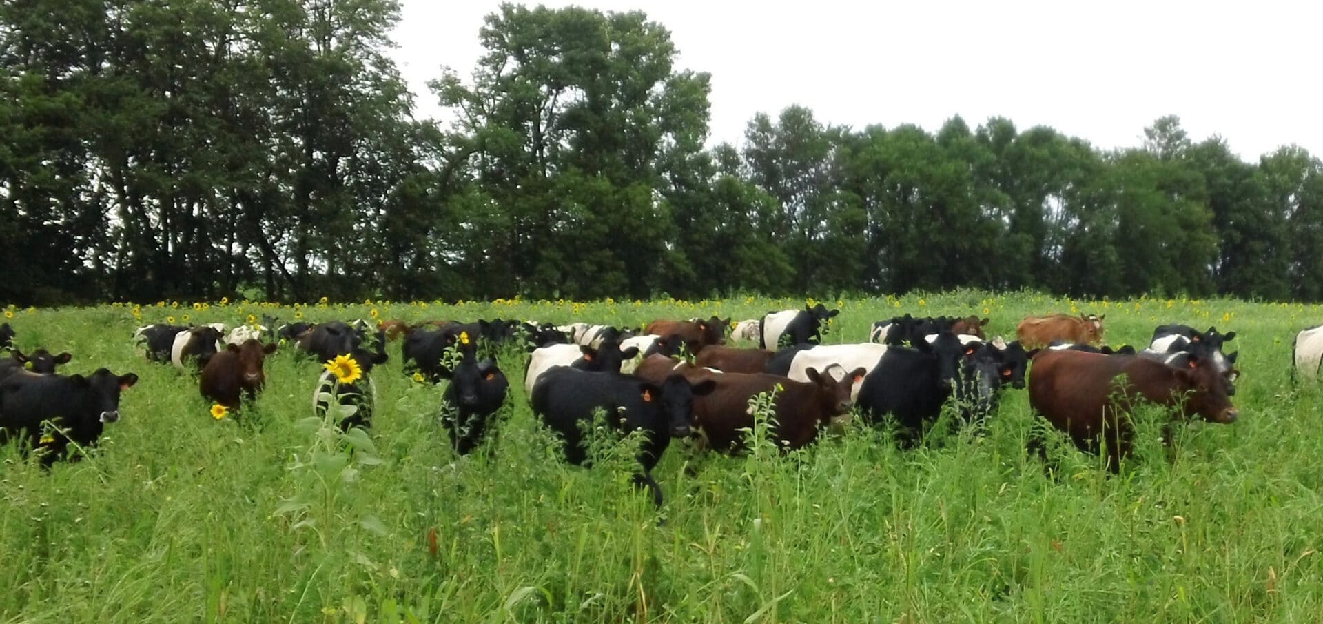 cows in a pasture