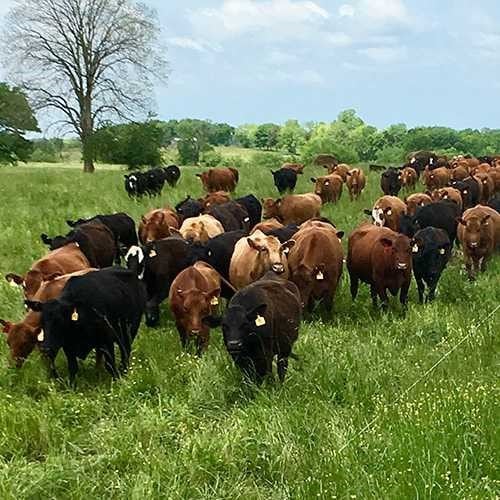 Cows in Field