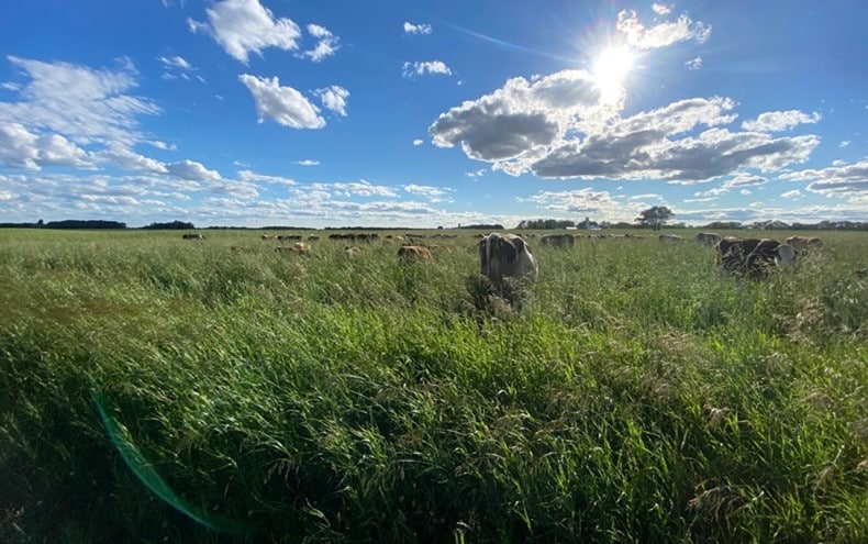 Diverse well-rested pastures are a cornerstone of regenerative dairying.