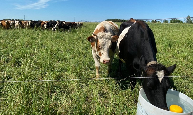 A simple portable watering system, polywire and tread-in posts make high-density grazing a breeze.