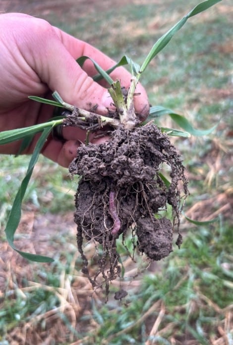 Here we see the rhizosheaths of the rye indicating a great coating and formation of aggregates. This shows a biological/microbial association that is helping soil hold together with its biological “glues“ excreted.