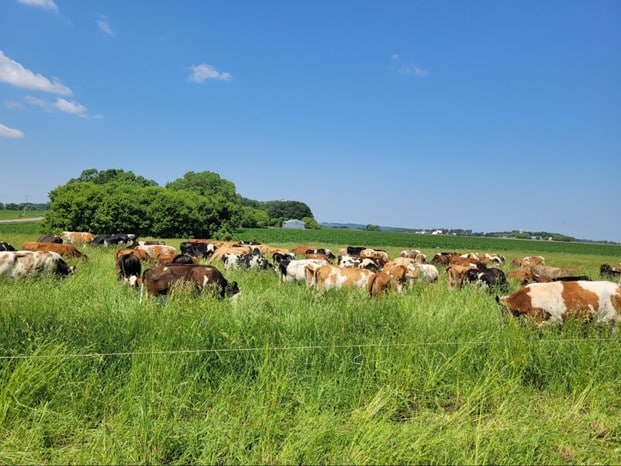 Mixed herd