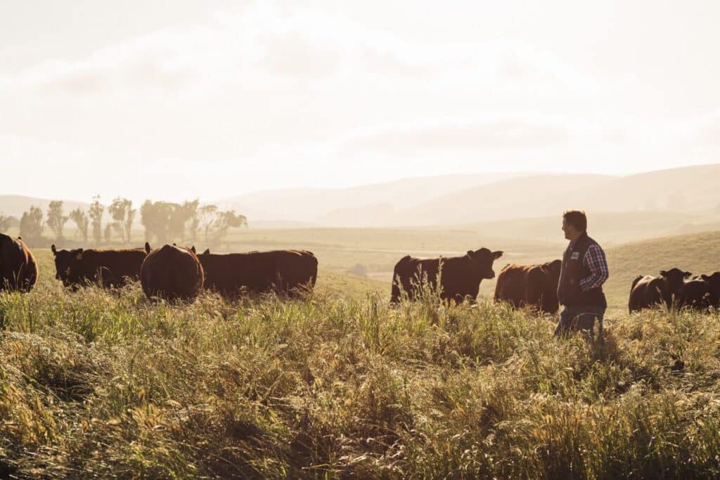 Loren with Cows