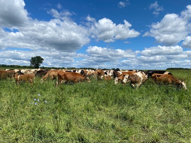 Cows Grazing