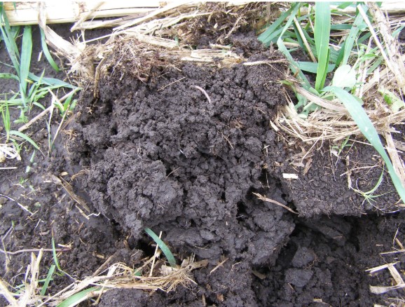 Picture 1. Highly Aggregated Soil with moderate to large aggregates.