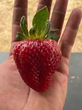 Dark Branch Farm Strawberry