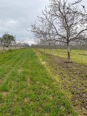 Polywire Fencing for Sheep