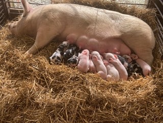 Piglets nursing