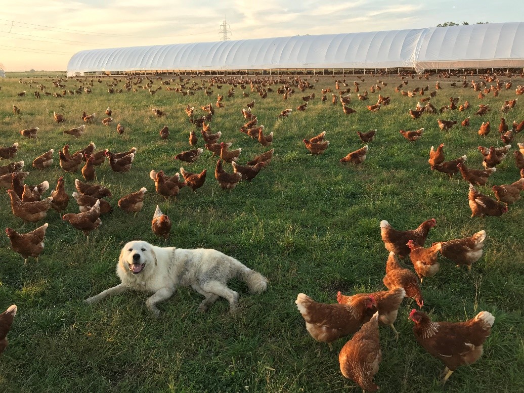 Working Dog