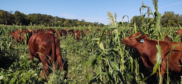 Cattle grazing at Stoney Creek