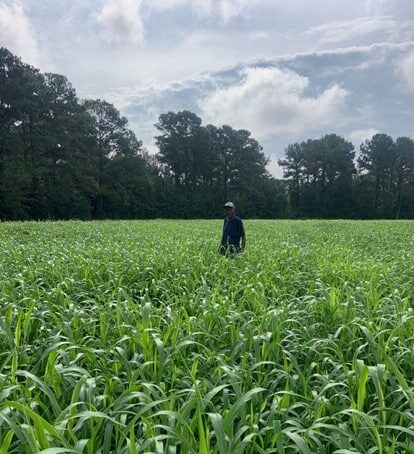 Cover Crop Field at Dark Branch Farms