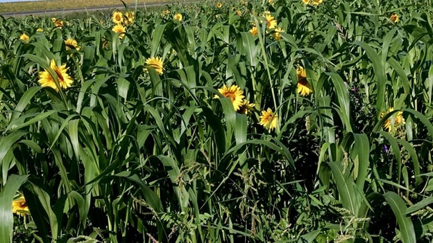 Sunflowers