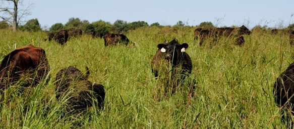 Cattle Grazing