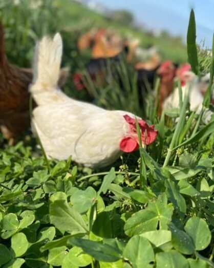 Pasture Chickens