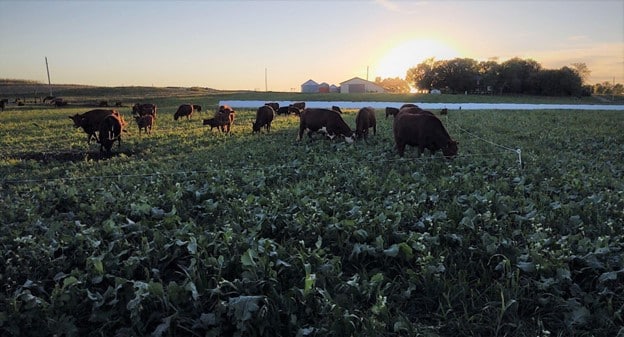 Cattle grazing cover crops