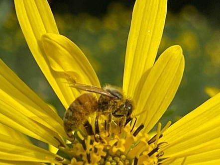 Honey Bee on Flower