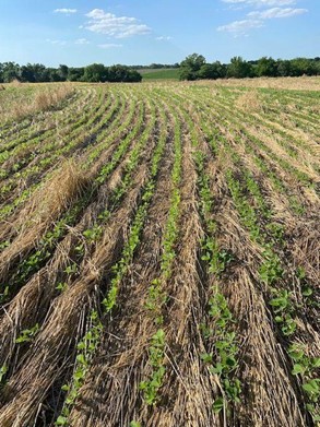 Soybeans planted into a cover crop