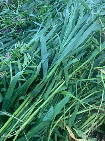 Rolled Down Cover Crop