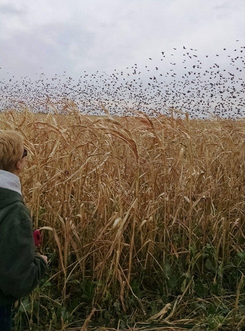 Wildlife returning to the farm