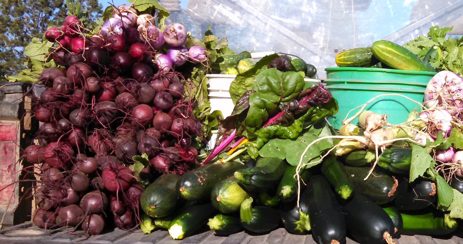 Pile of Garden Vegetables