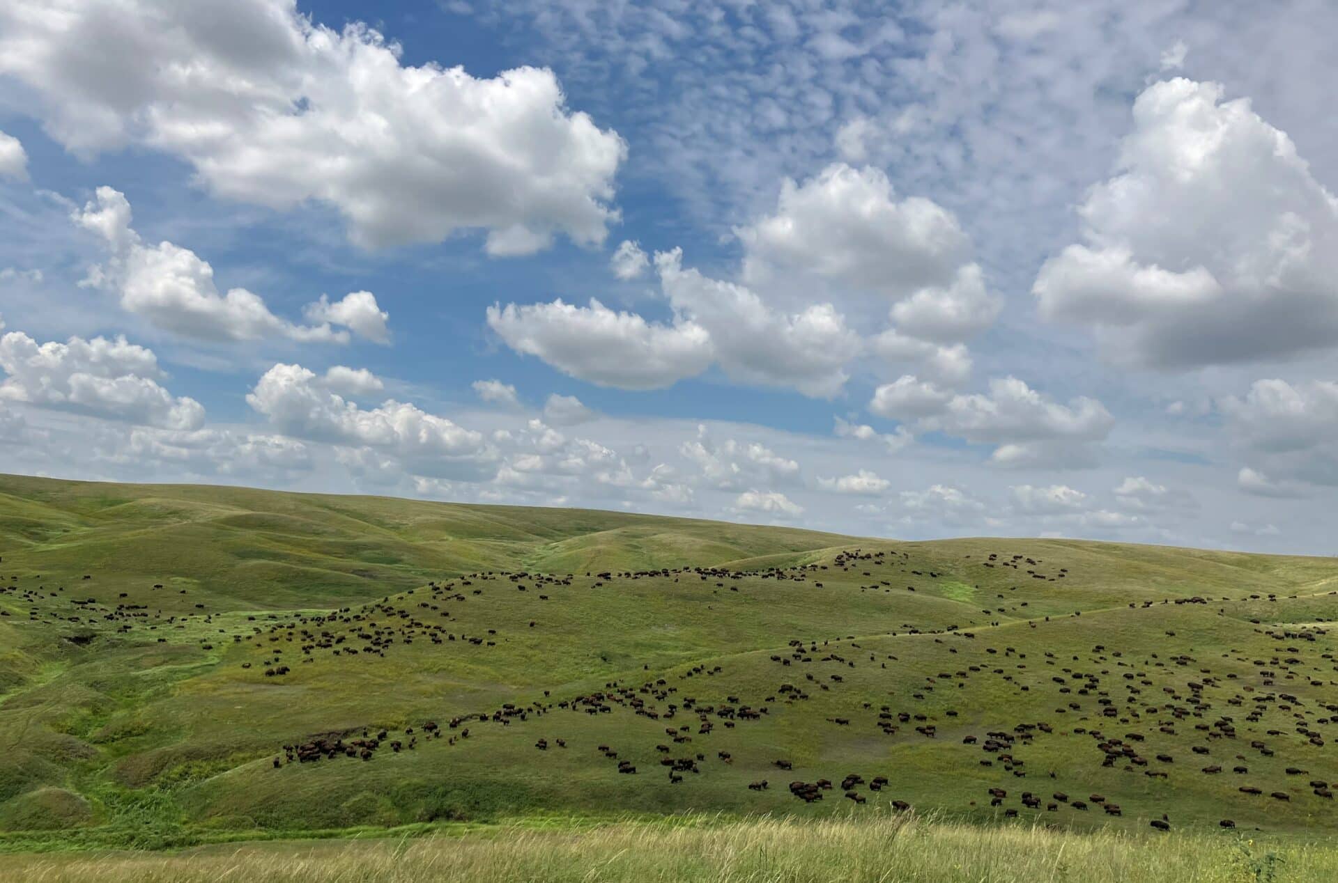 Bison at Turner Ranches