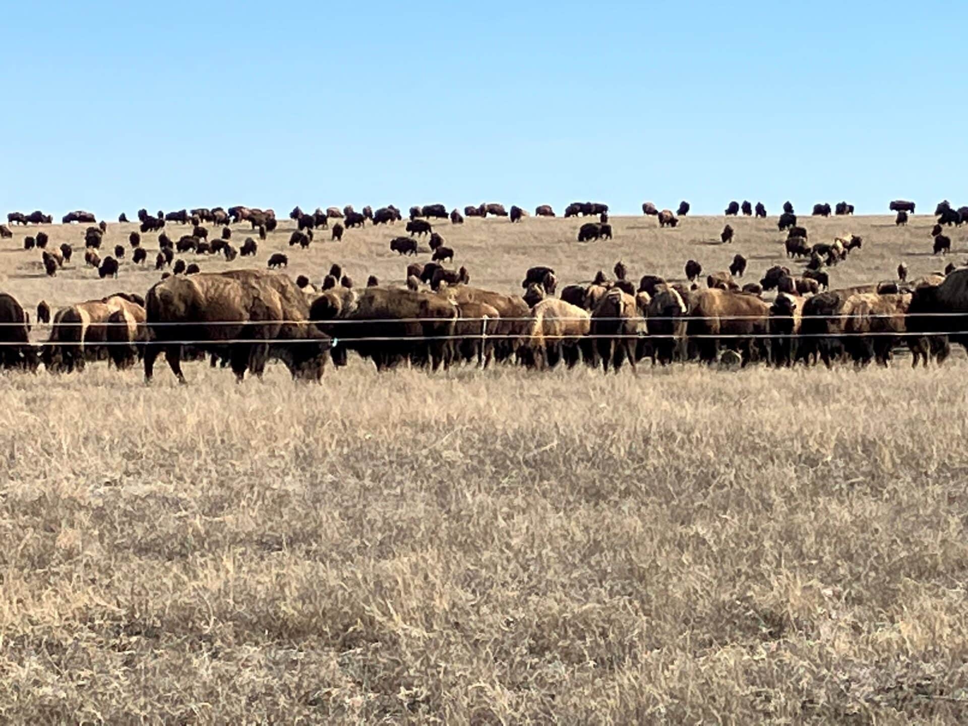 Bison at Turner Ranches