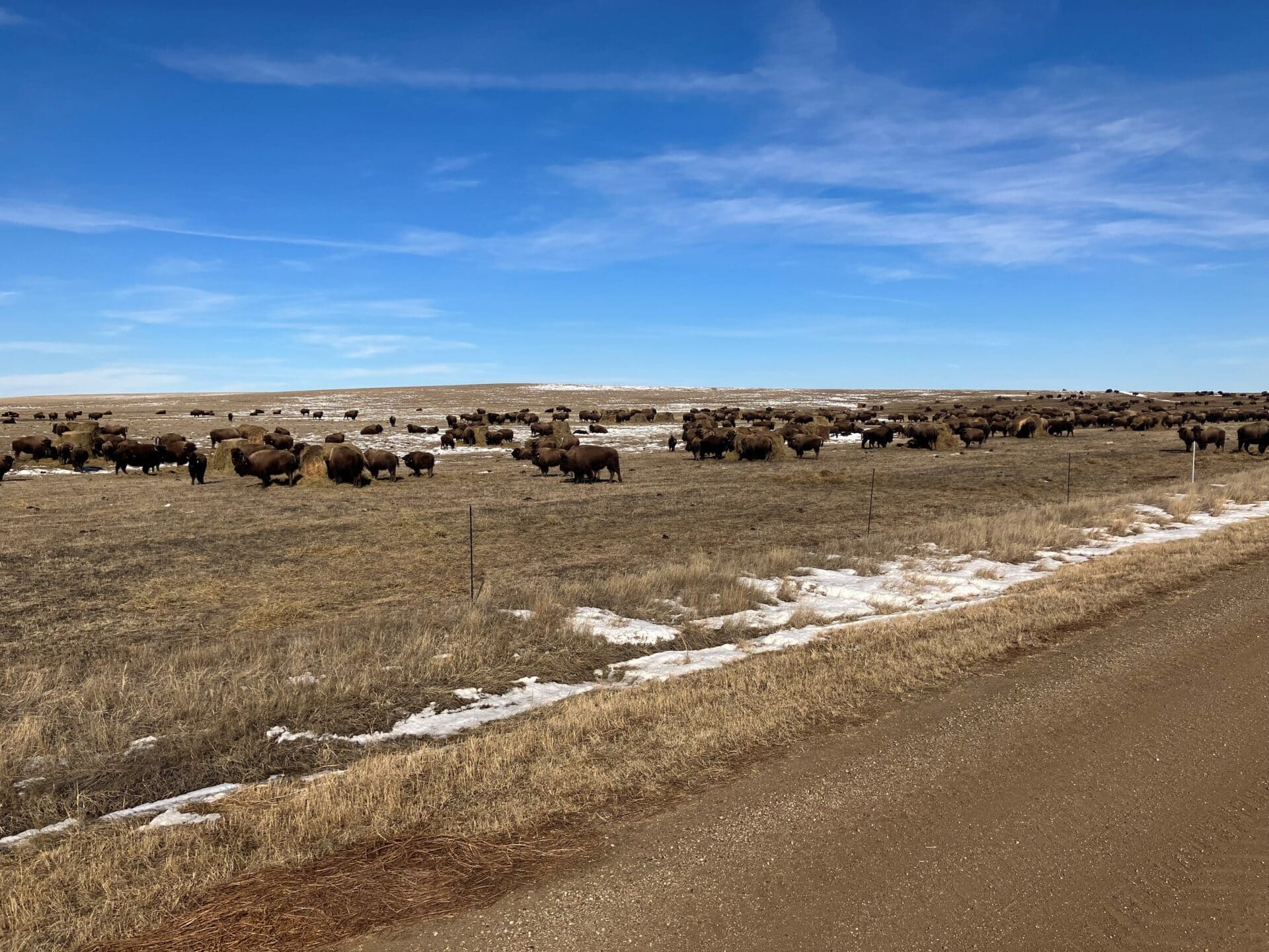 Bison on Turner Ranches