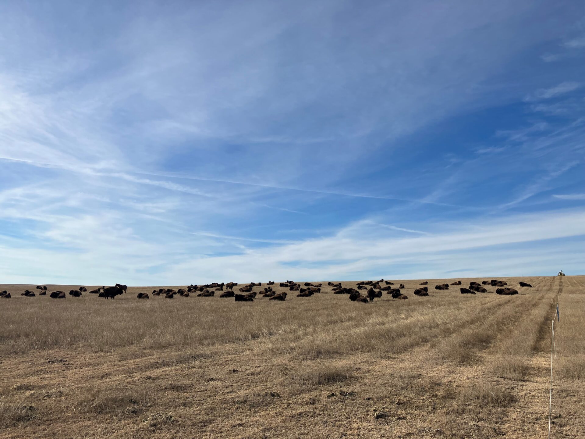 Bison grazing