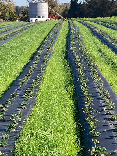 Strawberry Rows 1