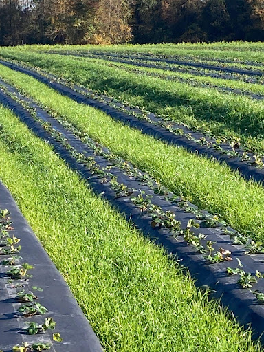 Strawberry Rows 2