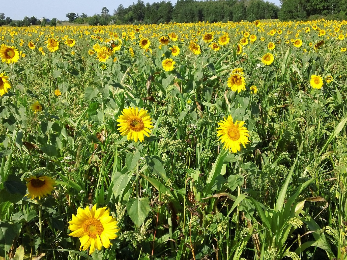 Sunflower Field