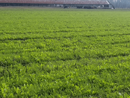 Picture 6.  Pastures Two weeks After Planting.