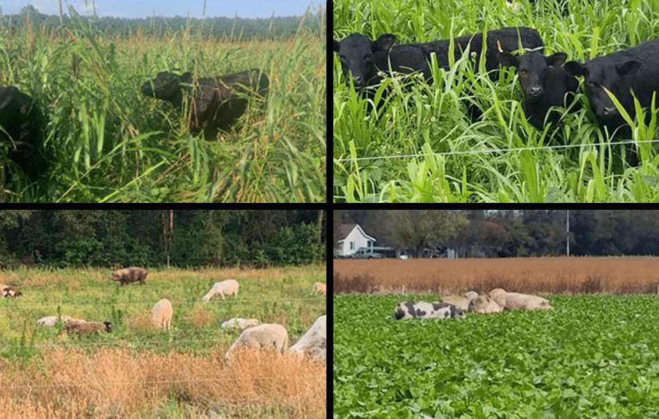 Livestock Grazing