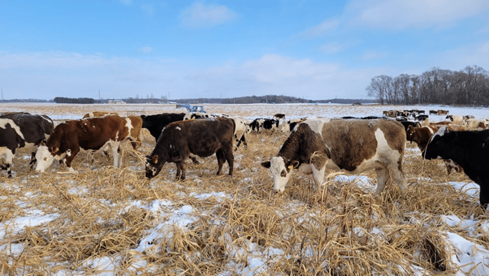 Winter Grazing