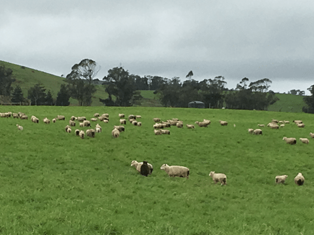 Sheep Grazing