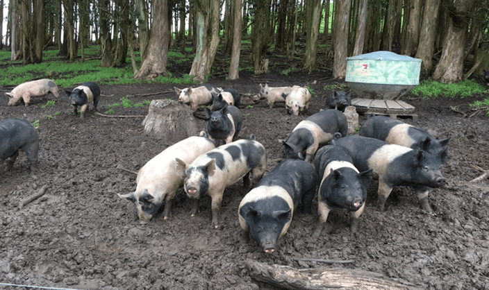 Pasture Pigs