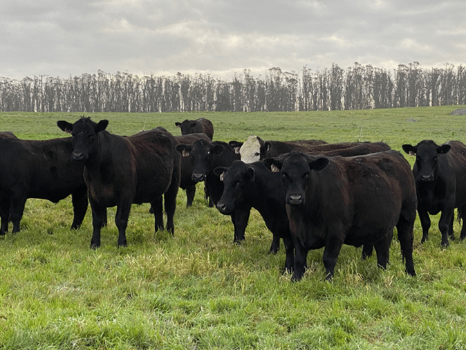 Stemple Creek Cattle