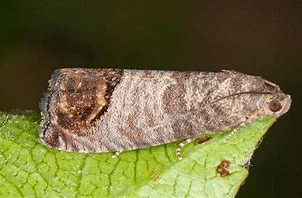 Codling Moth