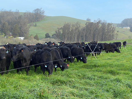 Stemple Creek Cattle