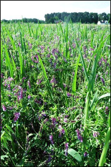 Purple Flower Field