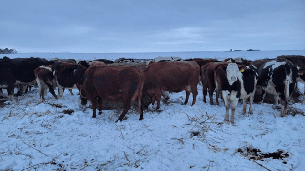 Bale Grazing